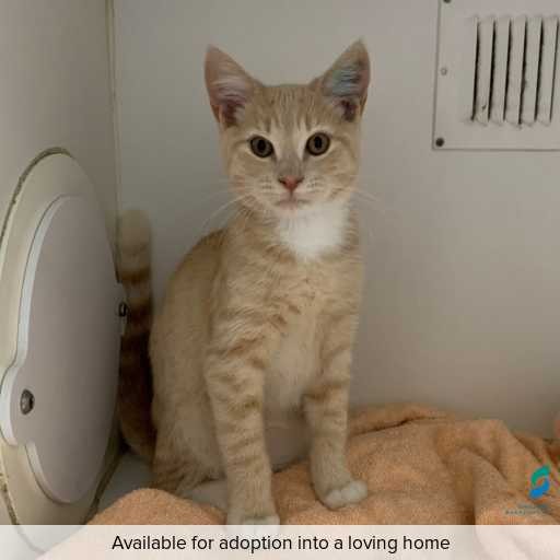 Photo of this cat.