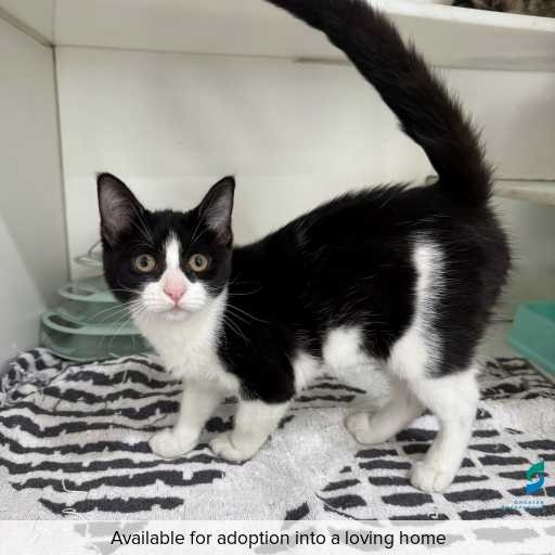 Photo of this cat.