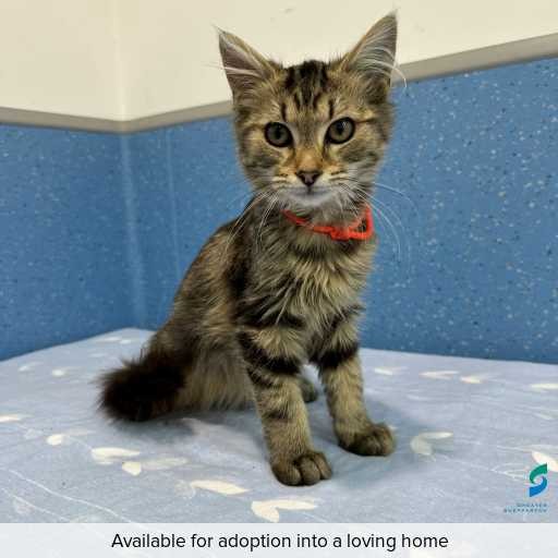 ID: C250241 Photo of this cat.