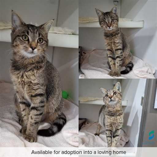 Photo of this cat.