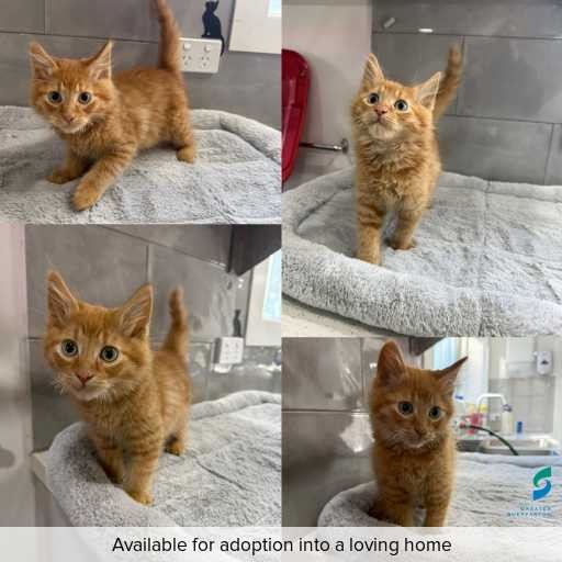 Photo of this cat.