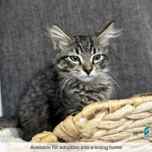 Photo of this cat.