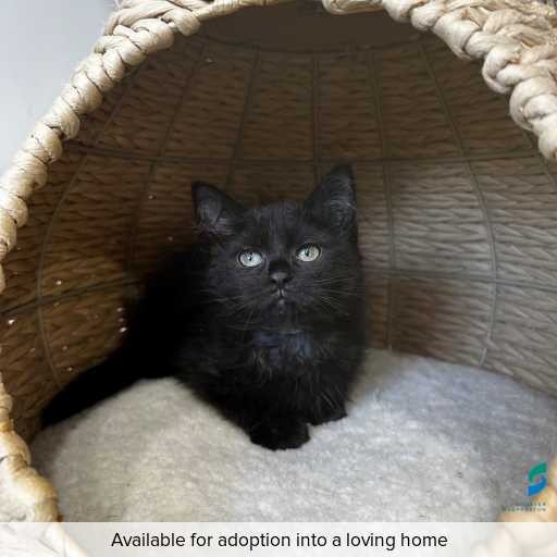 Photo of this cat.