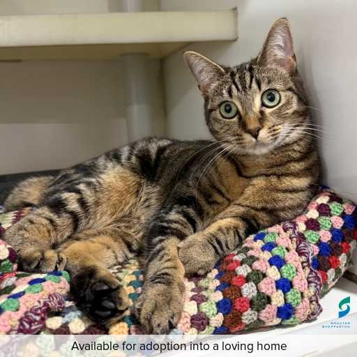 Photo of this cat.