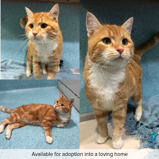 ID: C250313 Photo of this cat.