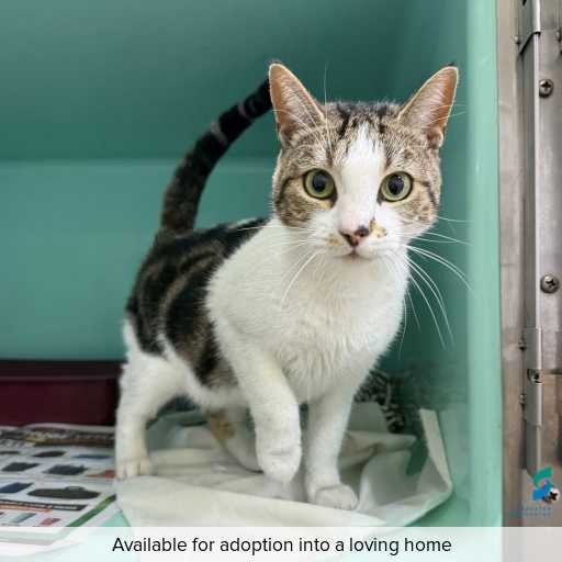 Photo of this cat.