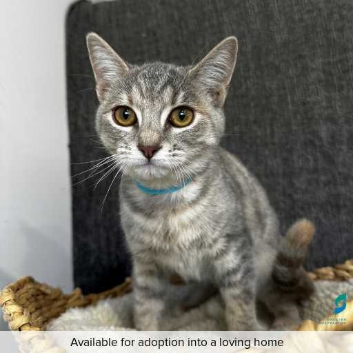 Photo of this cat.