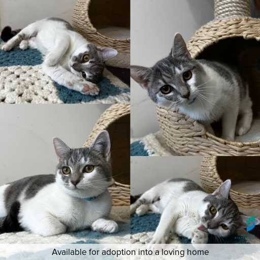 Photo of this cat.