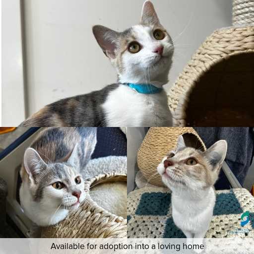 Photo of this cat.