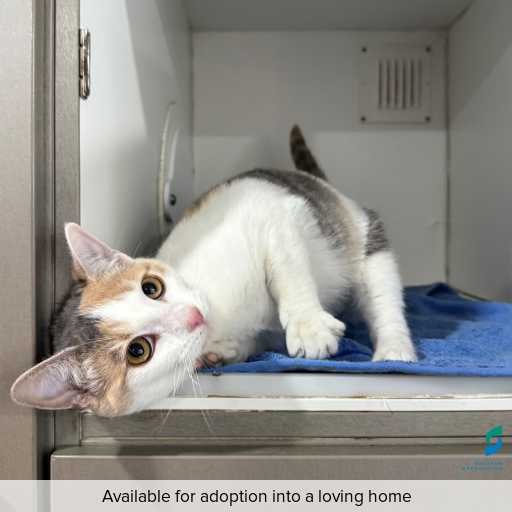Photo of this cat.