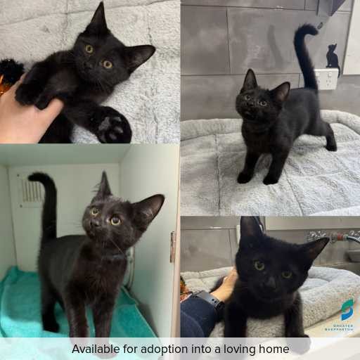 Photo of this cat.