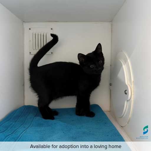 ID: C250341 Photo of this cat.