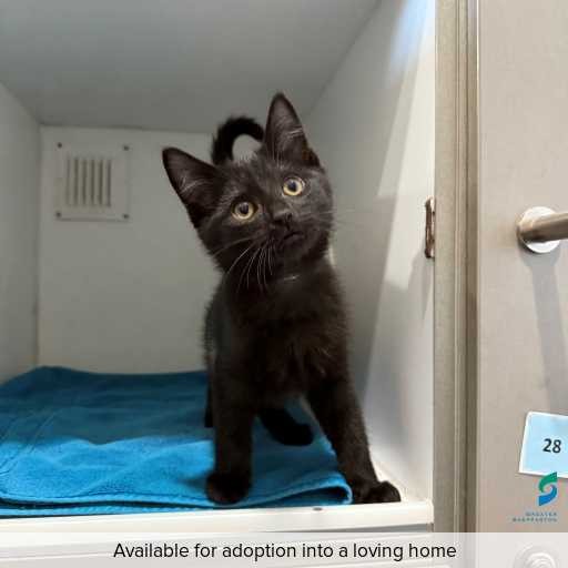 Photo of this cat.