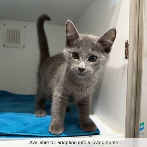 ID: C250343 Photo of this cat.
