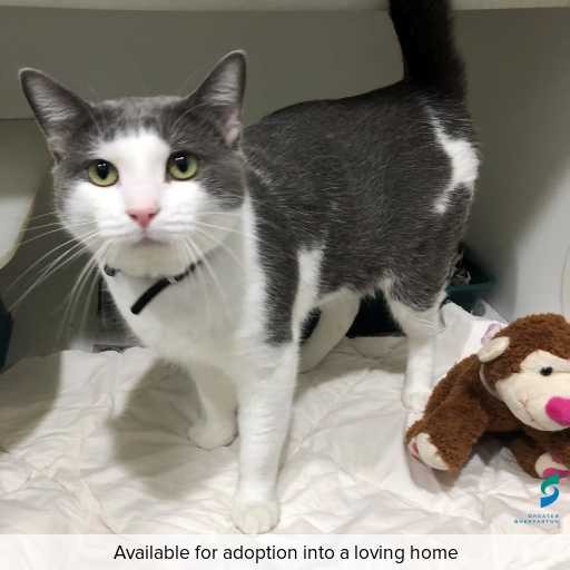 Photo of this cat.