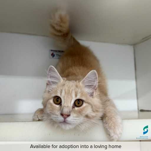 Photo of this cat.