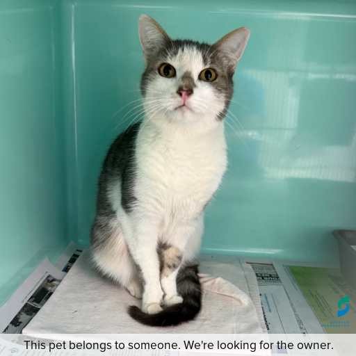 Photo of this cat.
