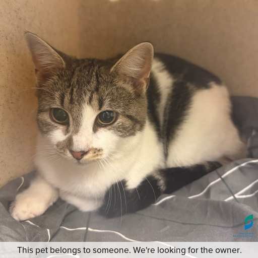 Photo of this cat.