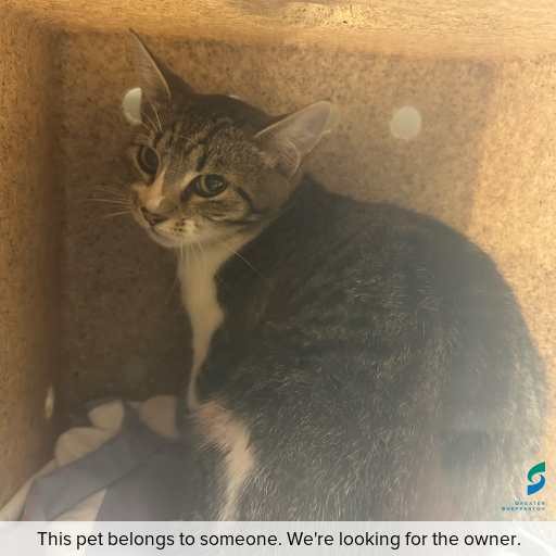Photo of this cat.