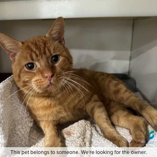 Photo of this cat.