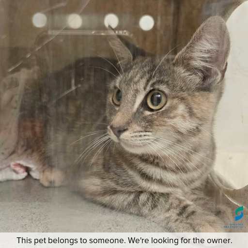Photo of this cat.