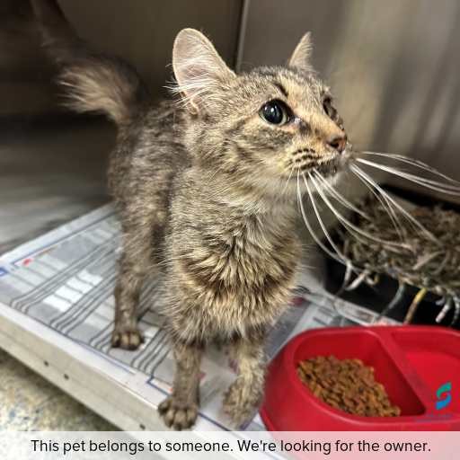 Photo of this cat.
