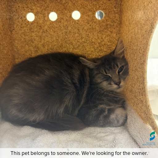Photo of this cat.