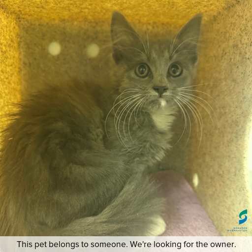 Photo of this cat.