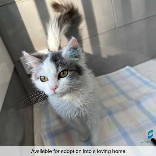Photo of this cat.