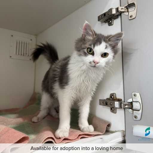 Photo of this cat.