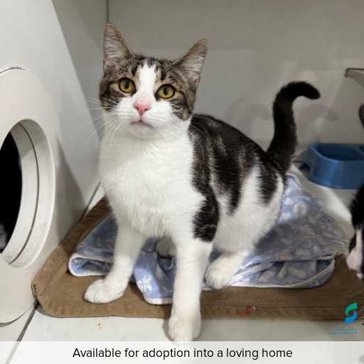 Photo of this cat.