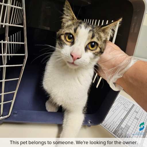 Photo of this cat.