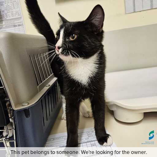 Photo of this cat.