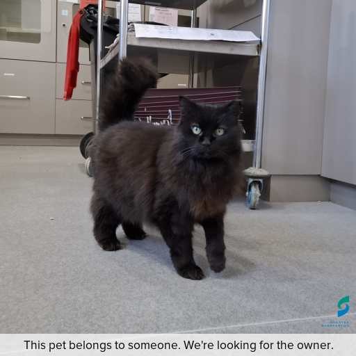 Photo of this cat.