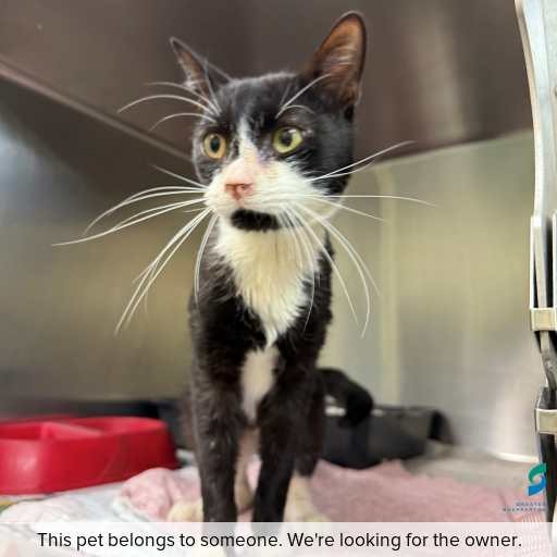 Photo of this cat.