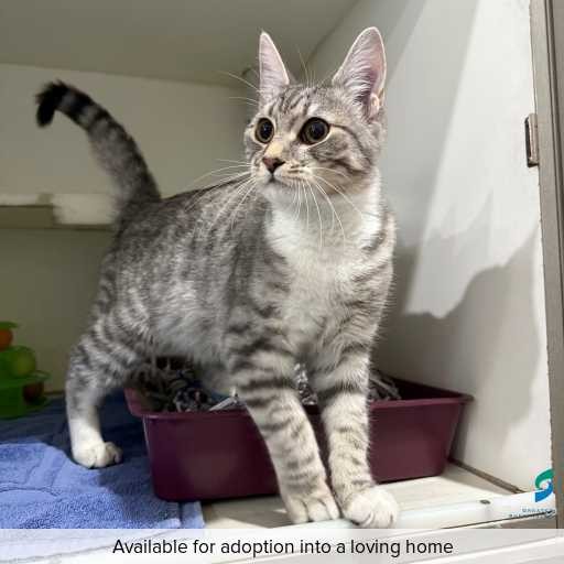 Photo of this cat.