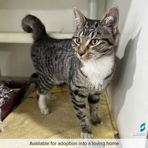 Photo of this cat.