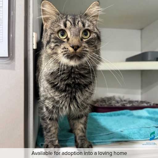 Photo of this cat.