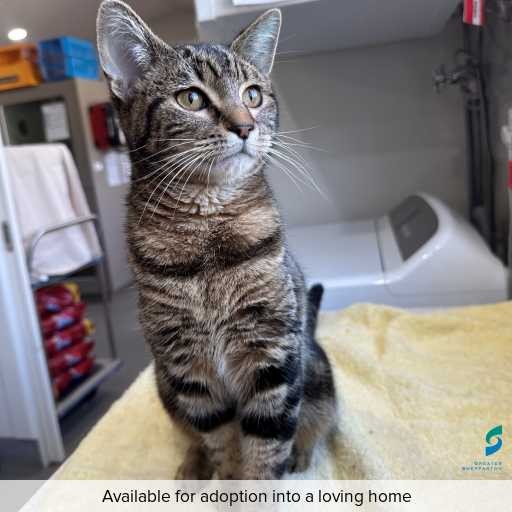 Photo of this cat.