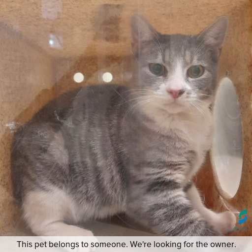 Photo of this cat.