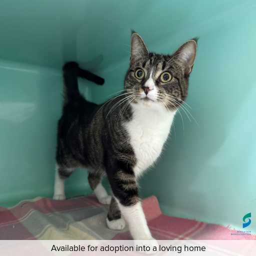 Photo of this cat.