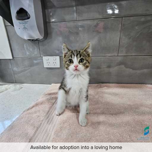 ID: C250437 Photo of this cat.