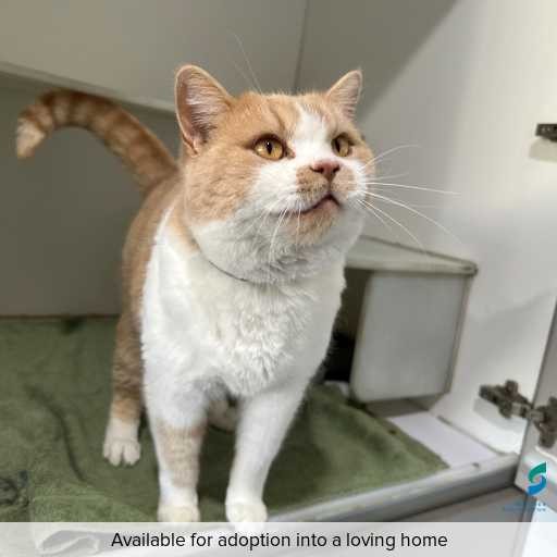 Photo of this cat.