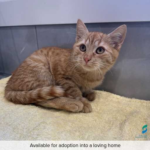 Photo of this cat.
