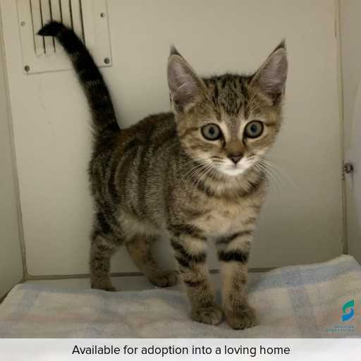 Photo of this cat.