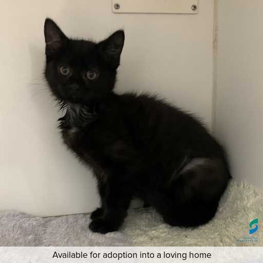 ID: C250495 Photo of this cat.