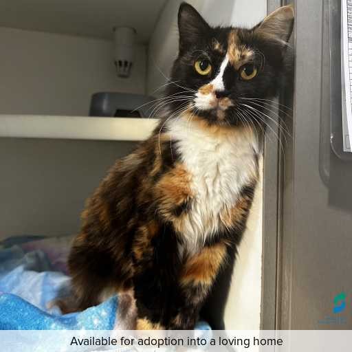 ID: C250500 Photo of this cat.
