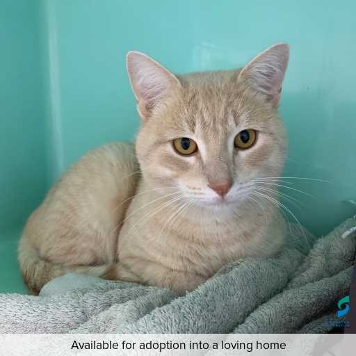ID: C250528 Photo of this cat.