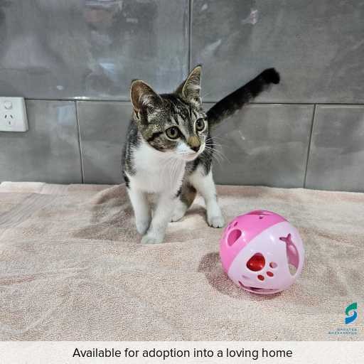 Photo of this cat.