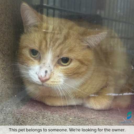 Photo of this cat.